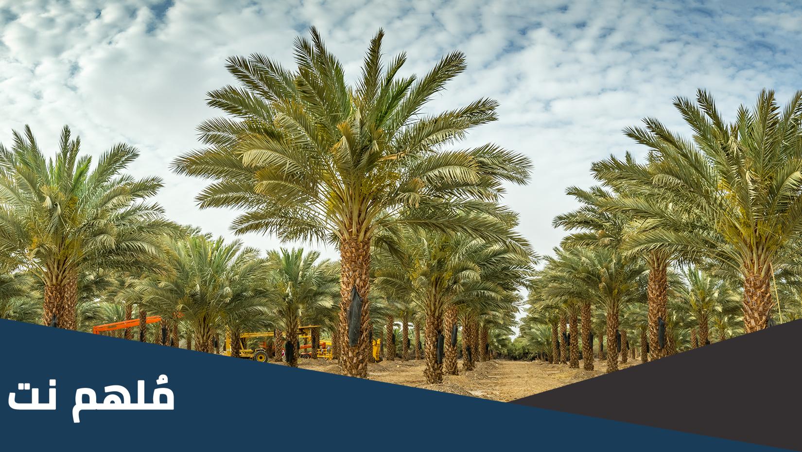 ماهي اقدم واهم شجرة في تاريخ العراق الزراعي القديم