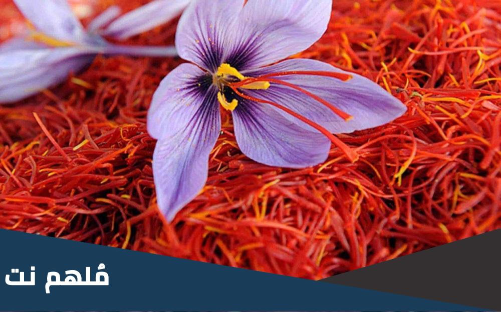 هل شرب الزعفران من محظورات الاحرام