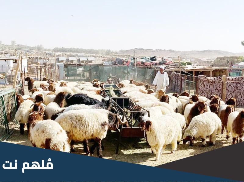 اسعار الاغنام في السعودية وطريقة الشراء بثمن رخيص