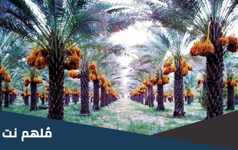 اسم اكبر مزرعة نخيل في العالم