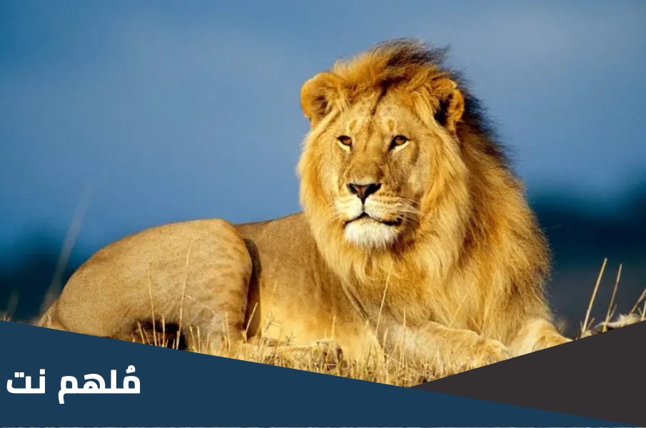 اسم للاسد ورد في القران الكريم