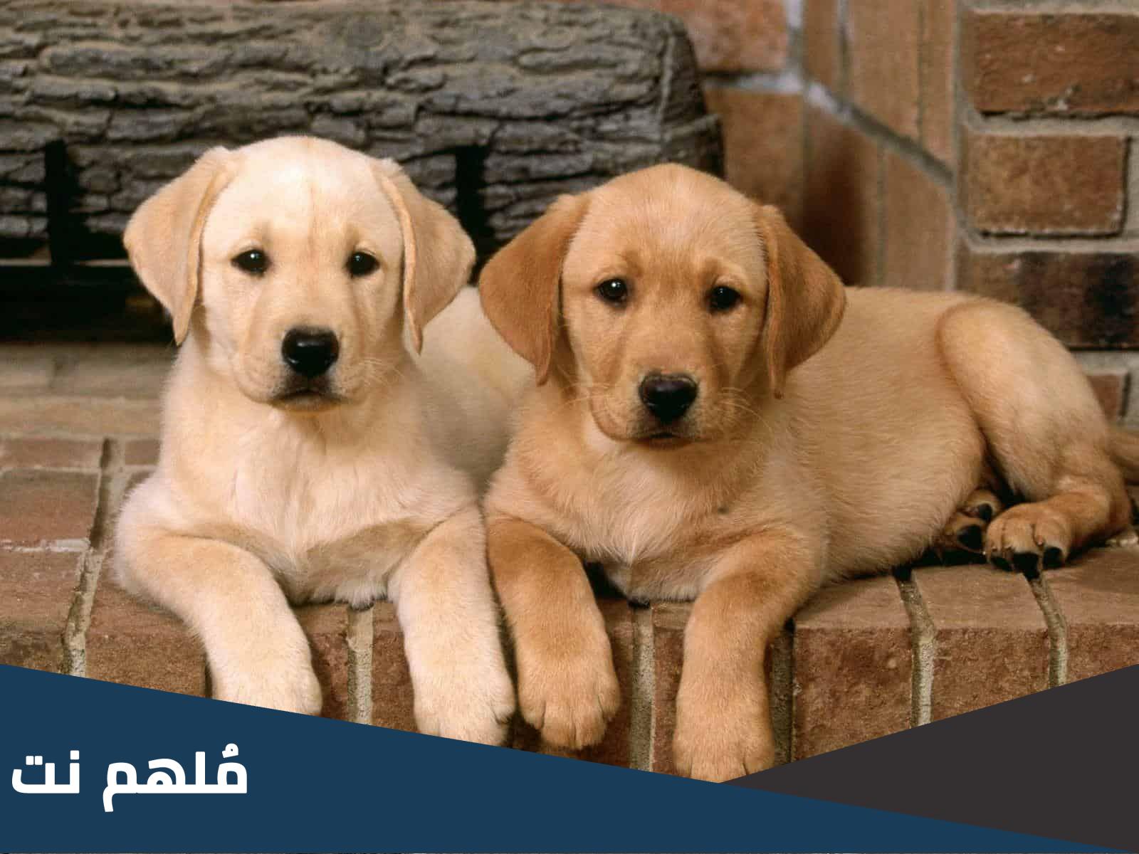 اسماء الكلب في اللغة العربية