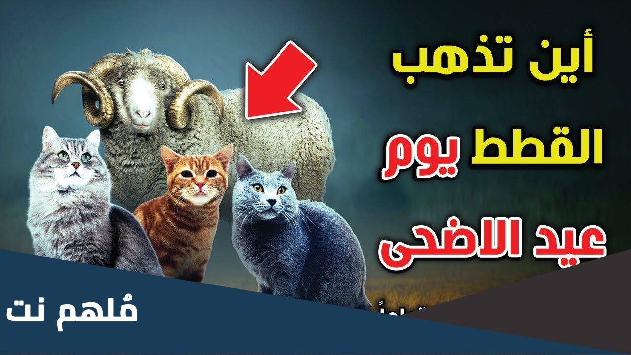اين تختفي القطط يوم عيد الاضحى