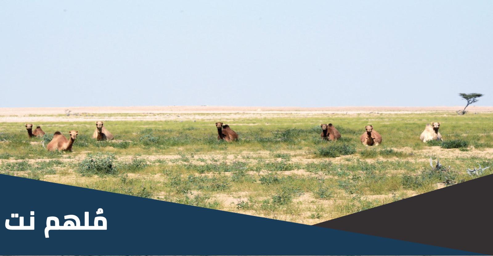 اين توجد محمية المها العربي في جدة الحراسيس