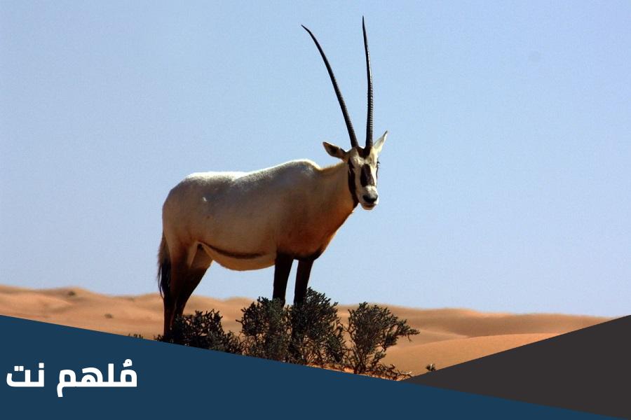 بحث عن الحياة البرية في قطر