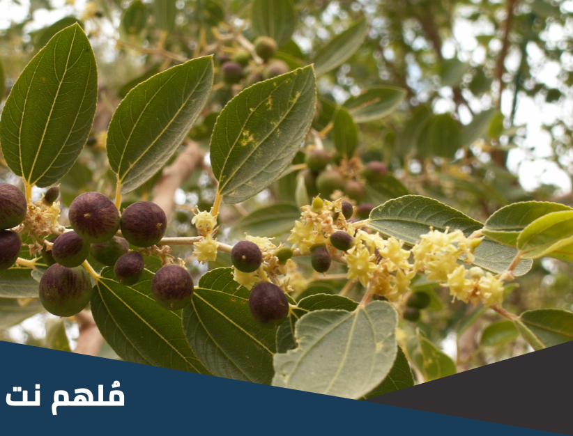 صحة حديث لو وضع السدر في الكف