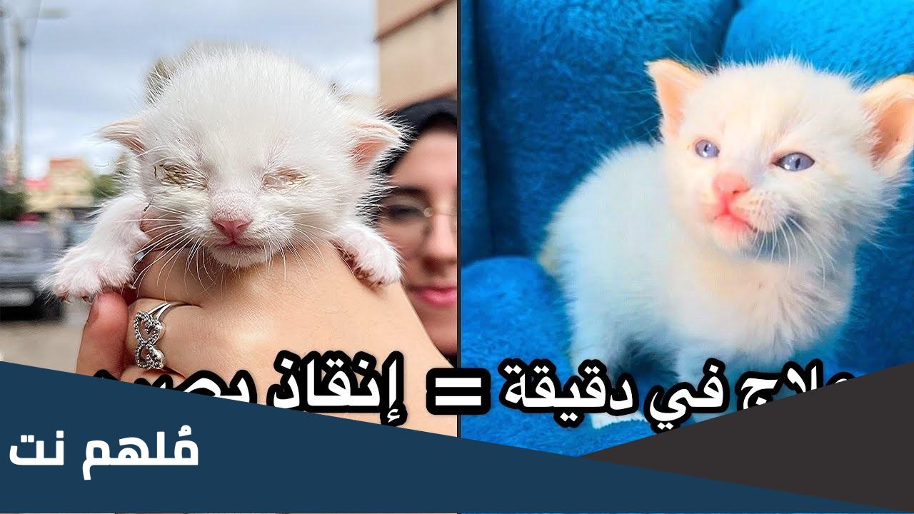 علاج عيون القطط الصغيرة في المنزل