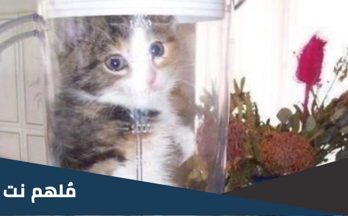 فيديو القطه في الخلاط كامل بدون حذف