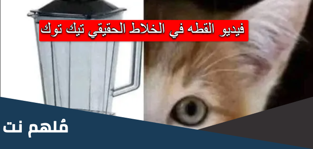 فيديو القط في الخلاط الحقيقي بالكامل