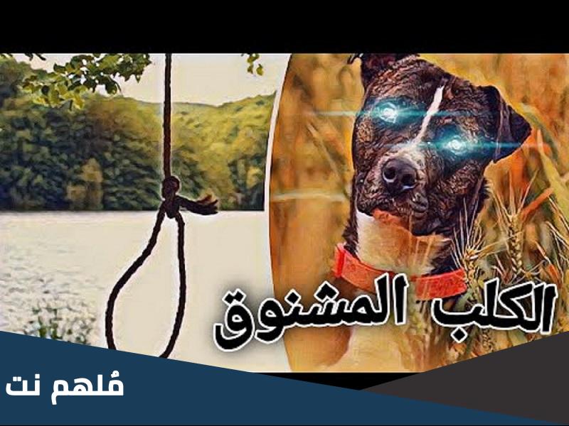 قصة الكلب المشنوق والوالي