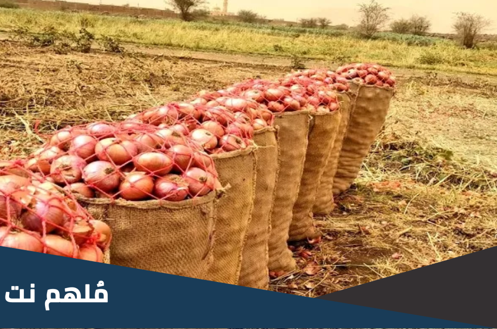 قنطار البصل كم كيلو