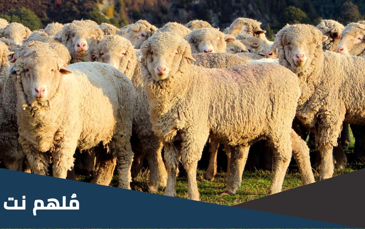 كم عدد الهدي الذي ساقه الرسول