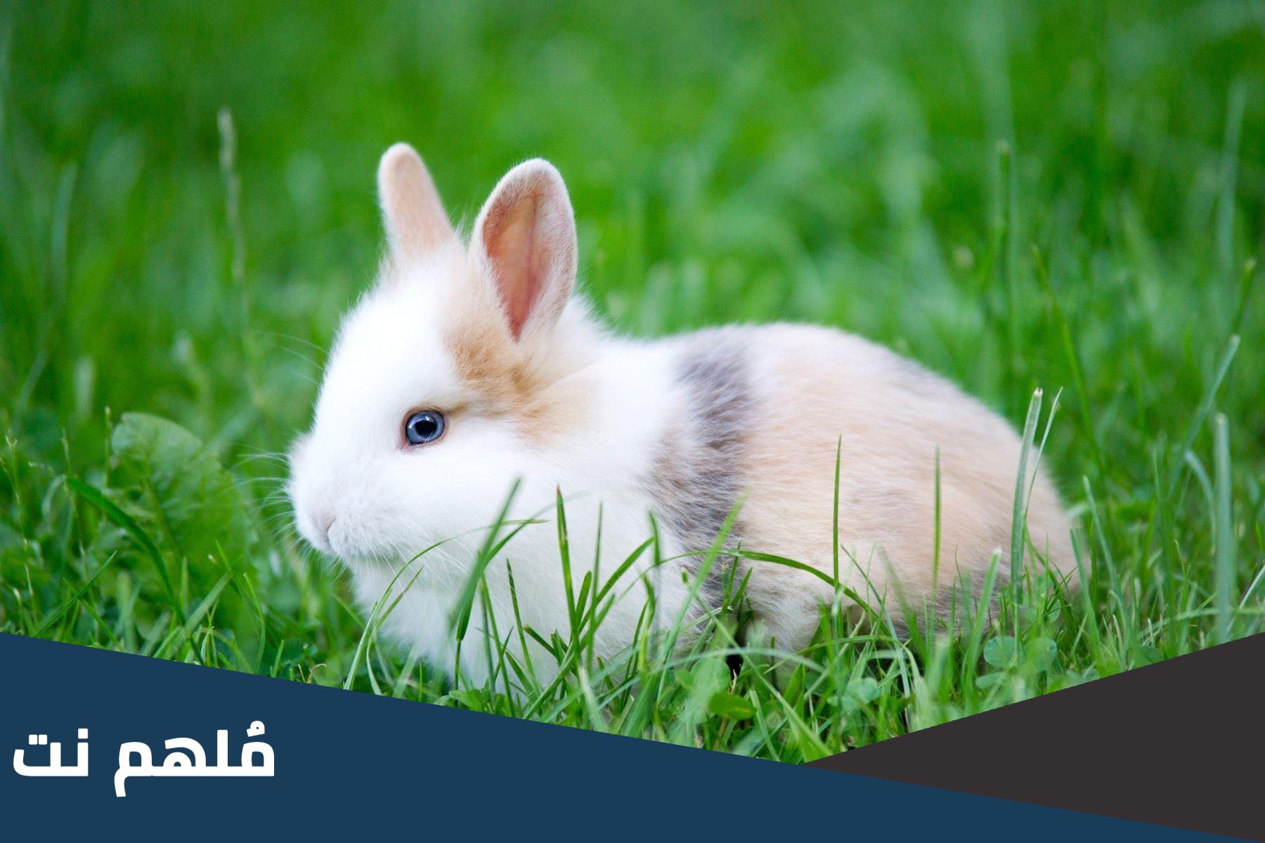 لماذا امتنع الرسول عن اكل لحم الارنب