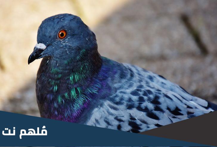 لماذا تهز الحمامة رأسها عند المشي