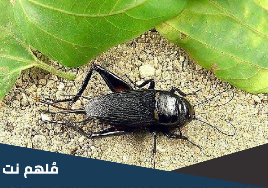 لماذا صرصور الليل يصدر صوت في الليل
