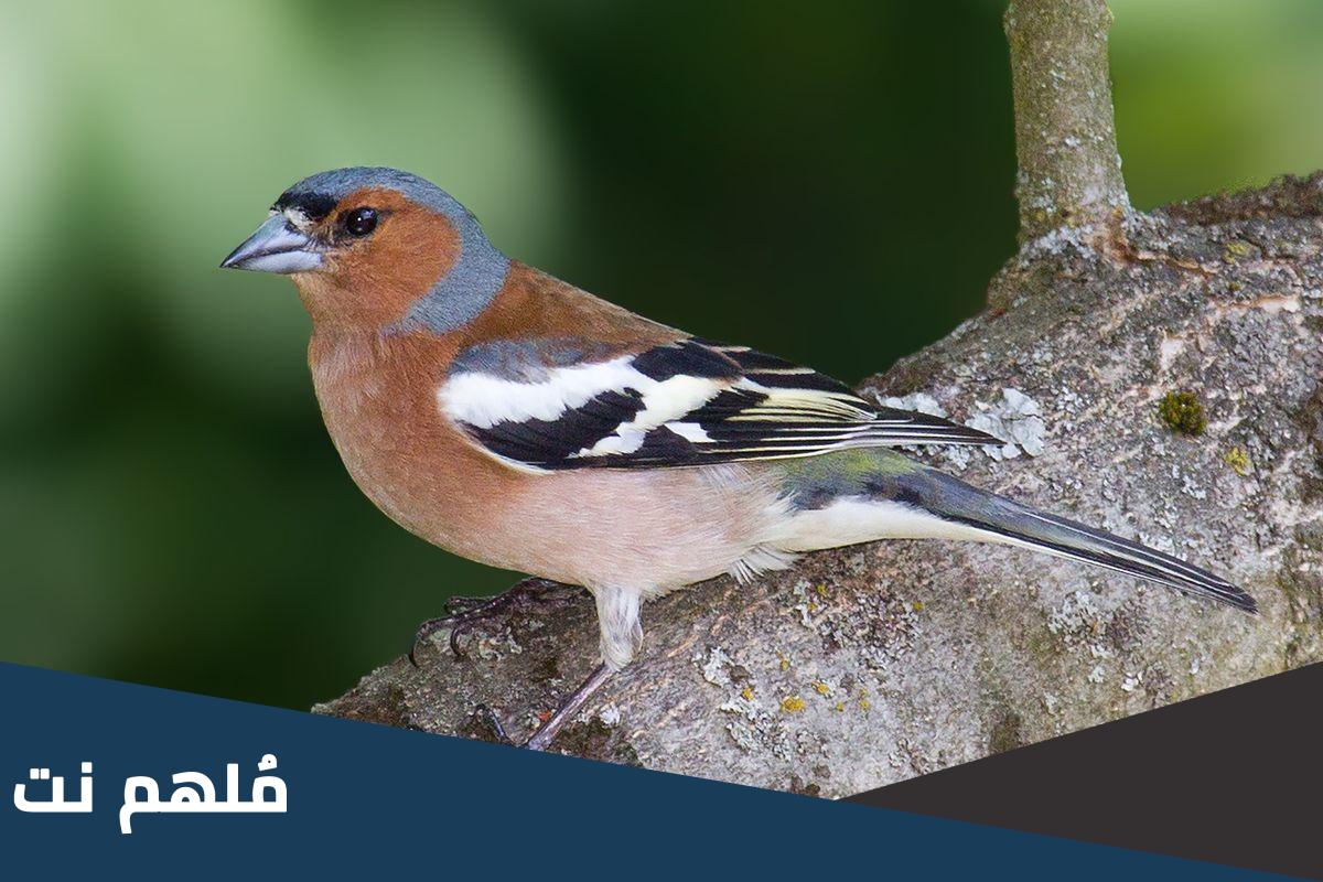 ما هو الطائر الذي يستخدم الادوات في تناول الطعام