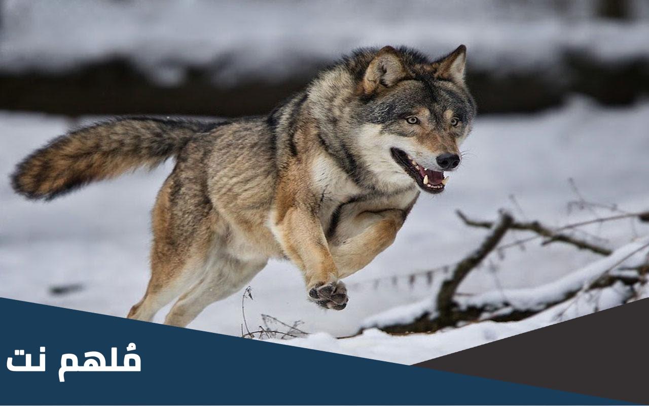 ماهو الحيوان الذي يبر والديه ويراعيهم عند الكبر ولايتزوج من محارمه ولايخون زوجته