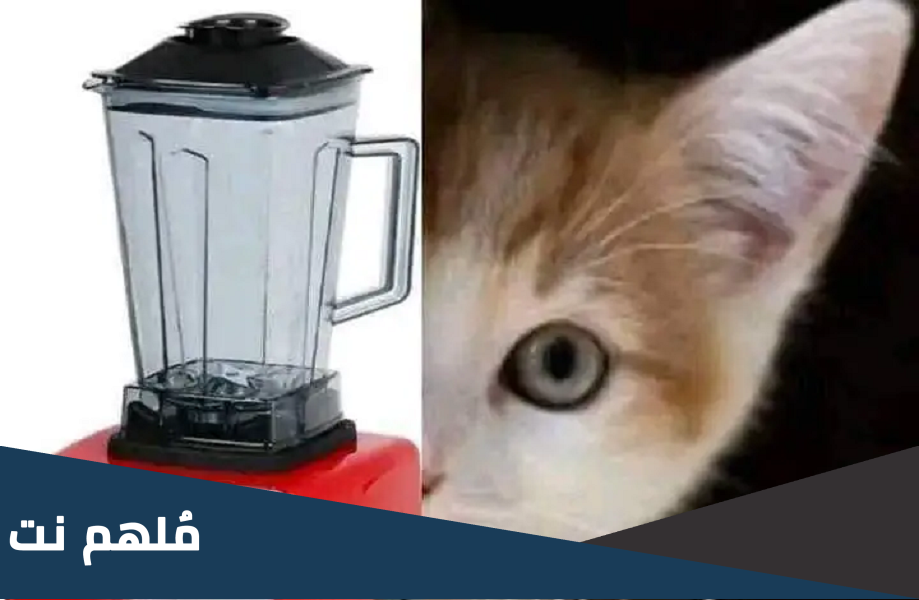 مشاهدة فيديو القطه في الخلاط كامل