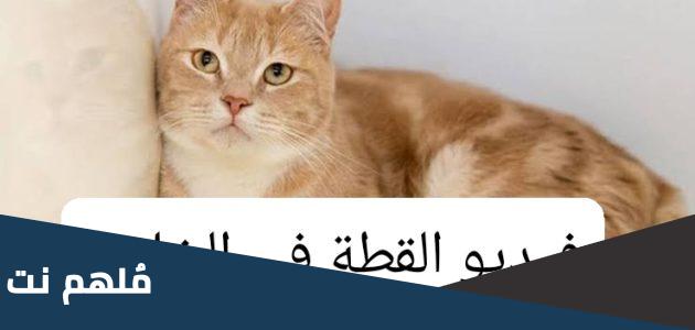 مقطع القط في الخلاط كامل
