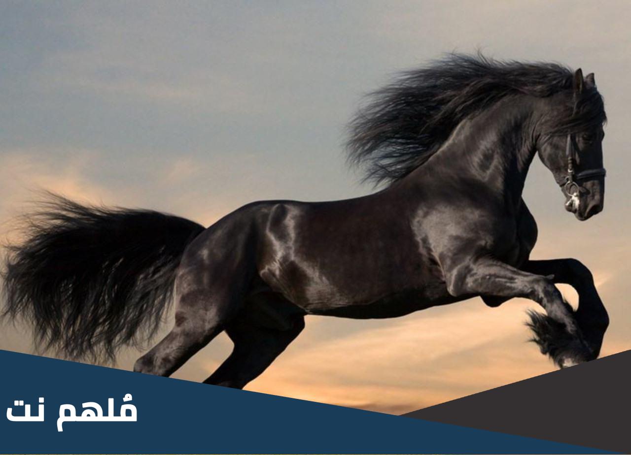 من هو النبي الذي احب الخيل