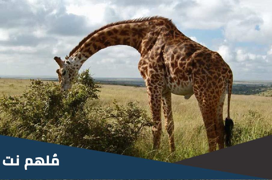 هل اكل لحم الزرافة حرام ؟