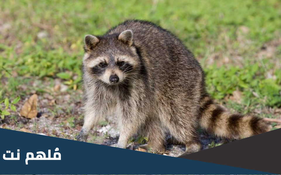 هل الراكون حيوان قارت
