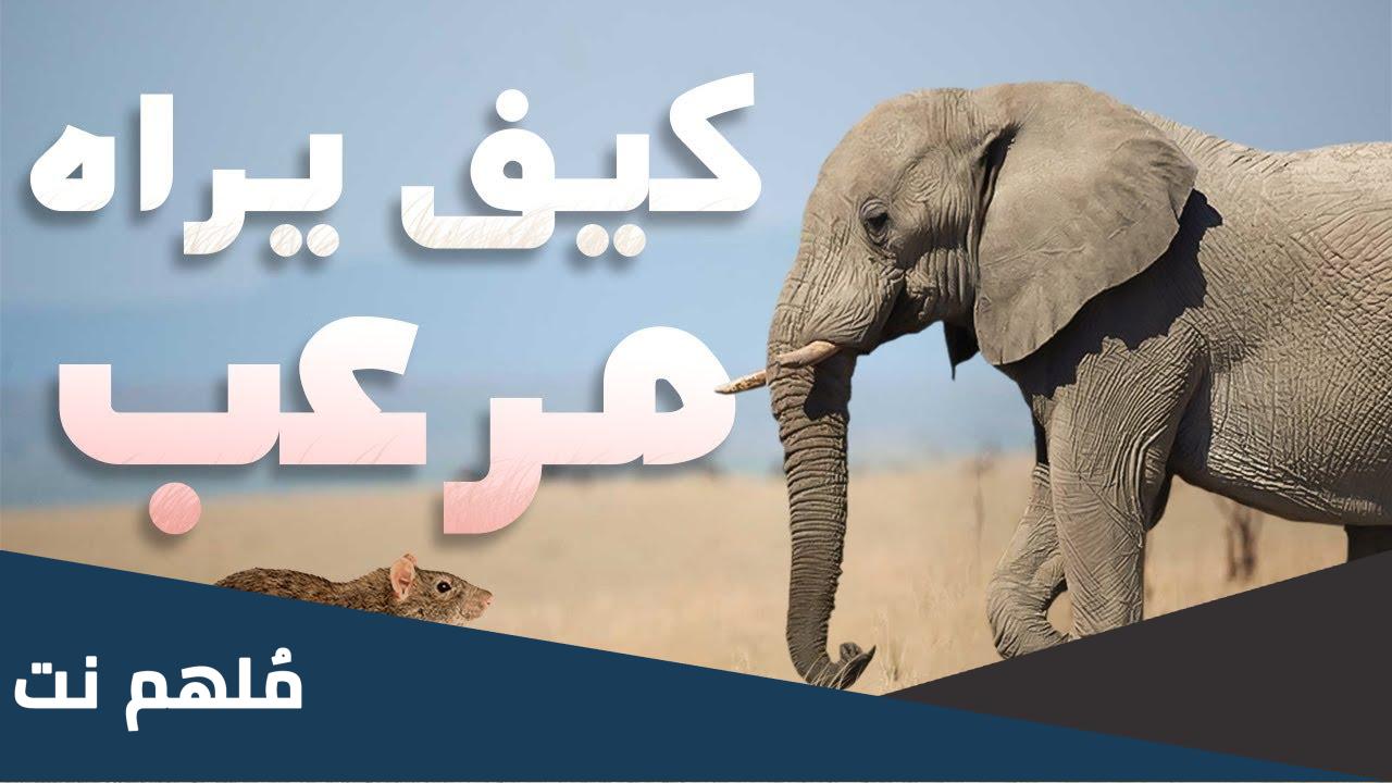 هل الفيل يخاف من الفأر