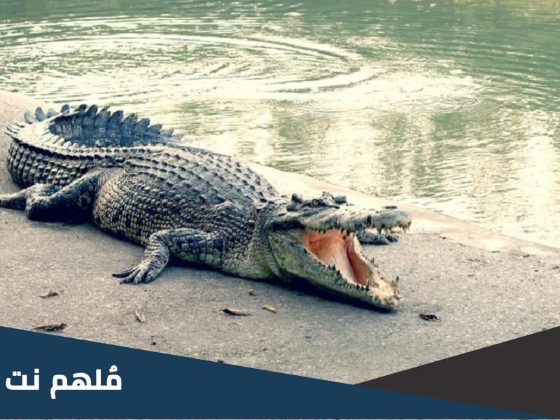 هل لحم التمساح حلال او حرام