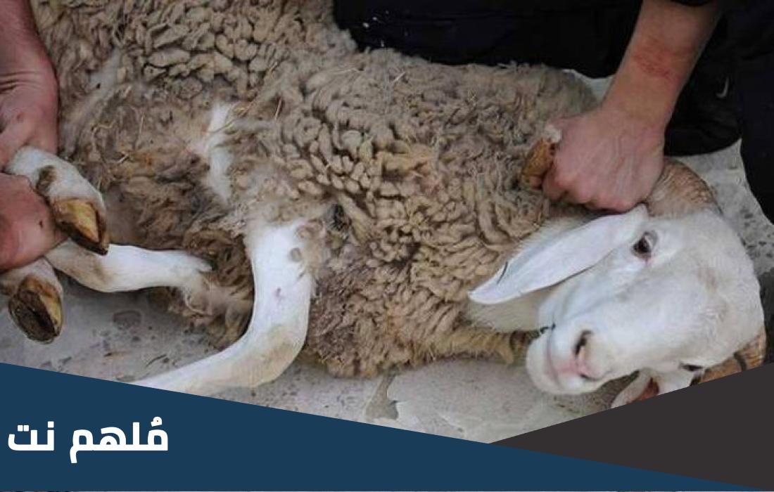 هل يجوز ذبح الاضحية ثاني يوم العيد