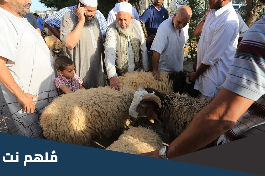 اسعار الاضاحي في ليبيا 2023