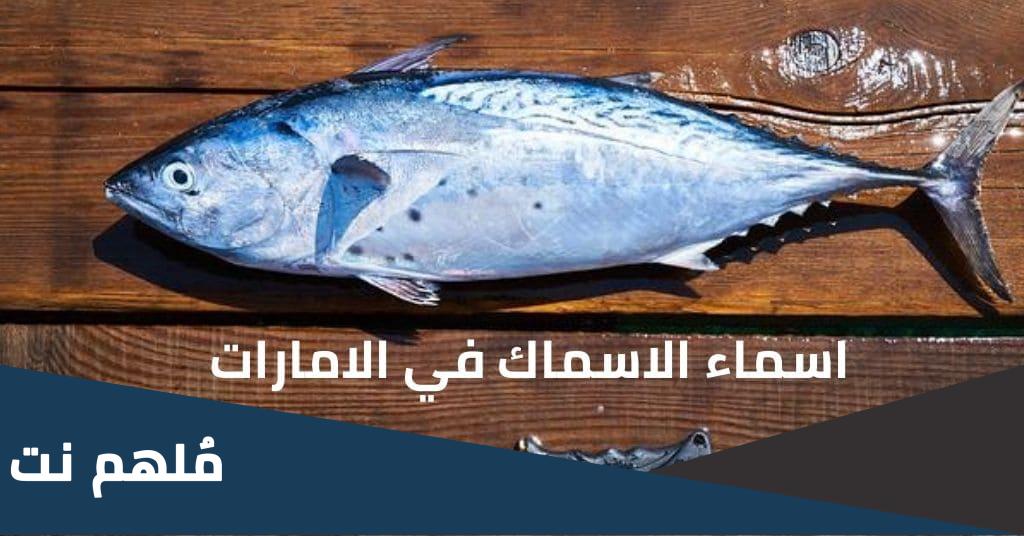 اسماء انواع السمك في الامارات