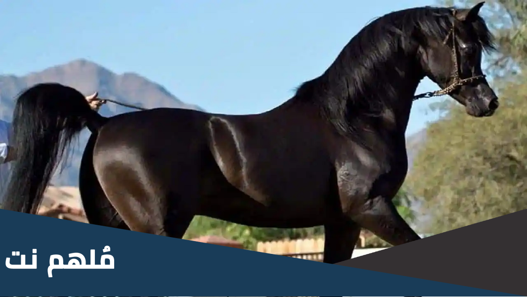 افضل خيل عربي اصيل للبيع في مصر