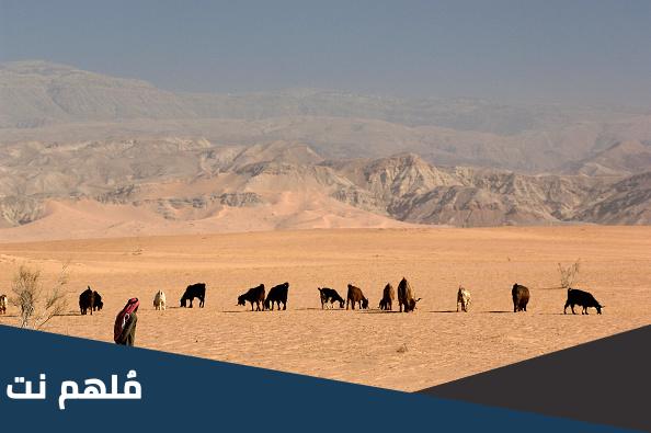 الحجرف من اي قبيلة، اصل الحجرف في الكويت