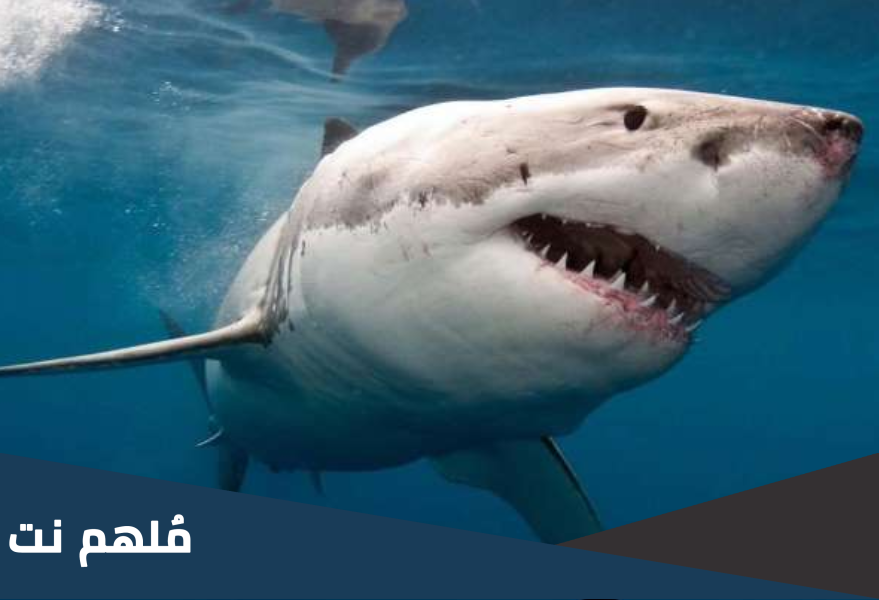 اين تعيش اسماك القرش