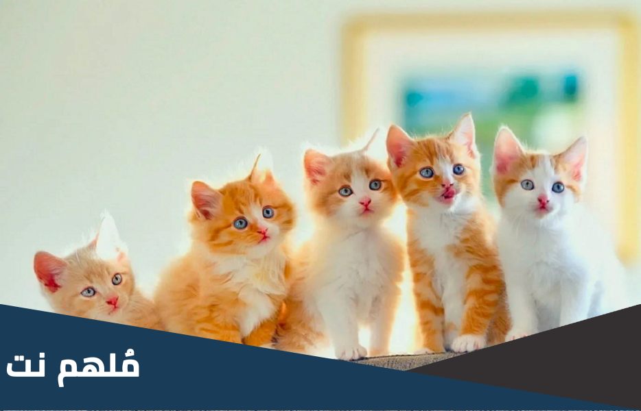 اين يوجد قطط للتبني في الكويت