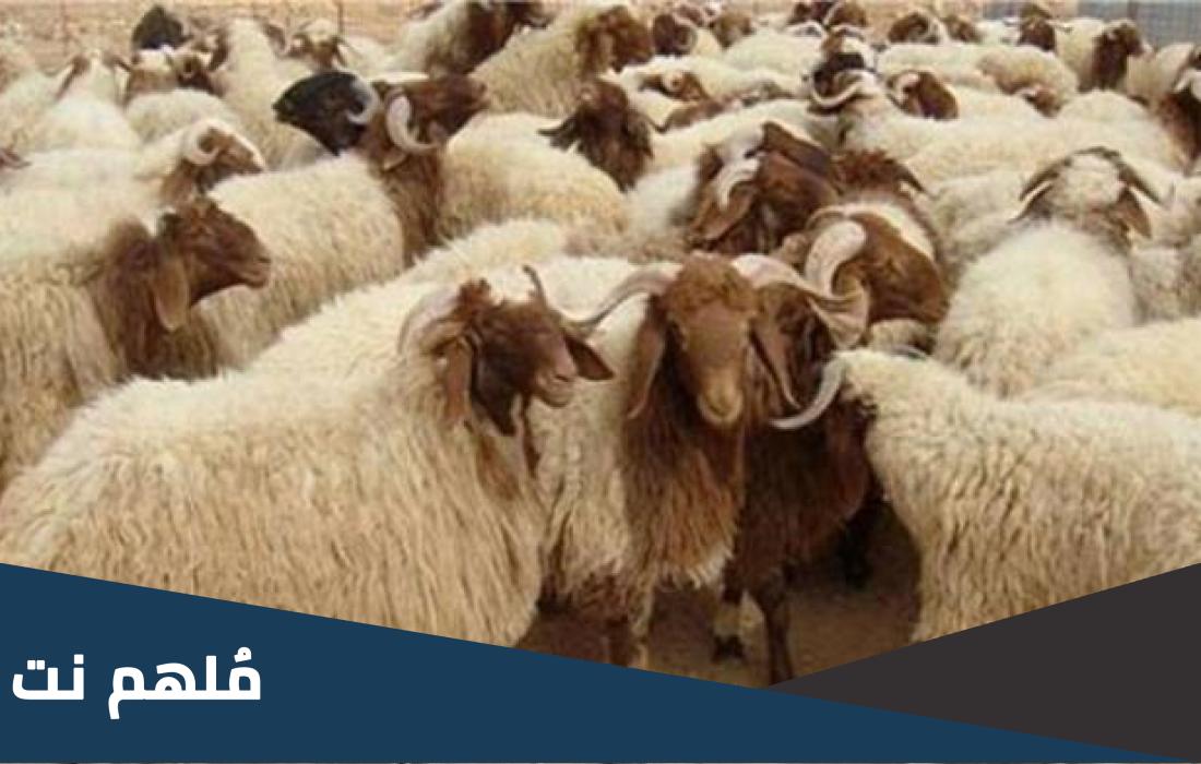 ثمن الاضحية في مصر