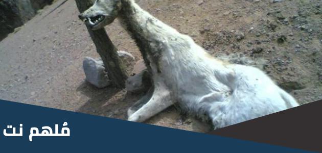 حيوان الشيب ويكيبيديا