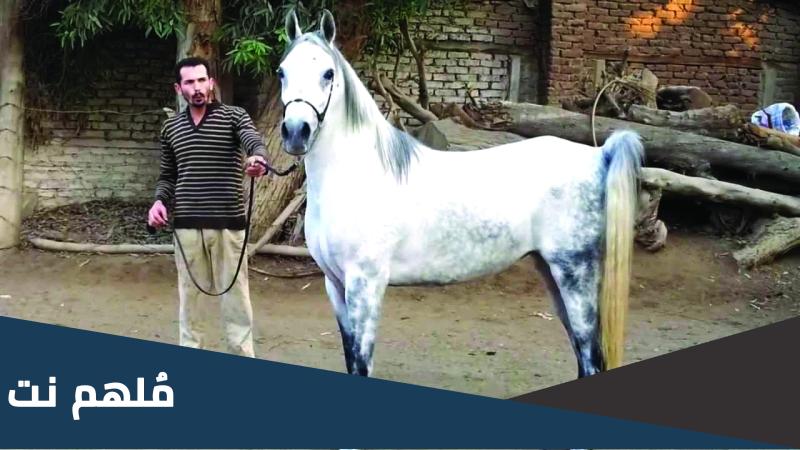 خيل عربي اصيل للبيع في مصر