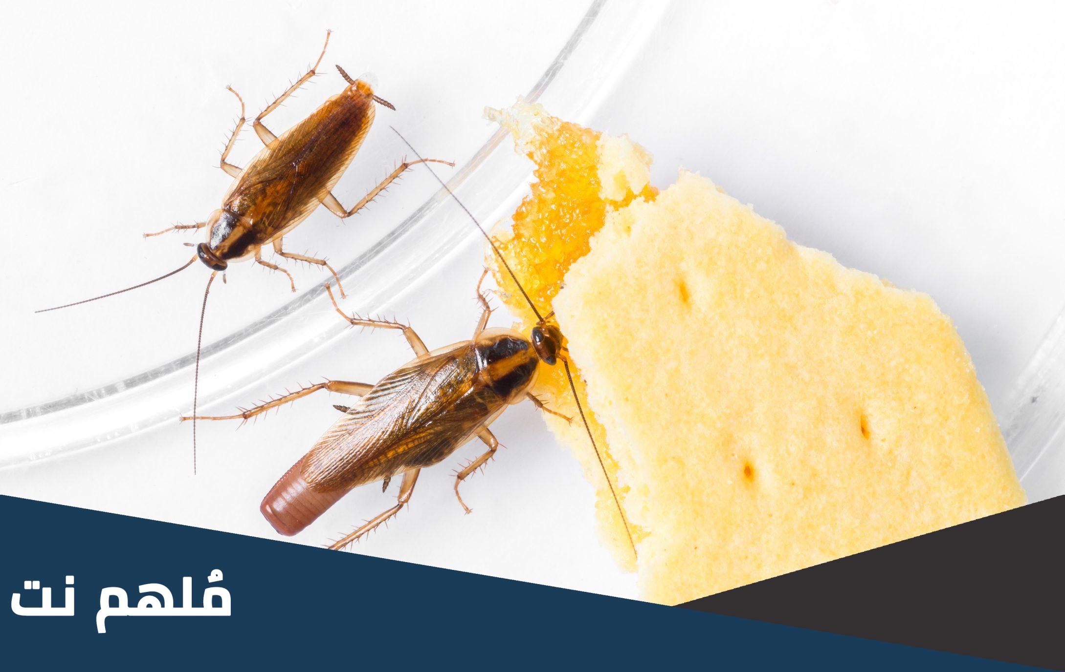 سبب ظهور الصراصير الكبيرة في المنزل