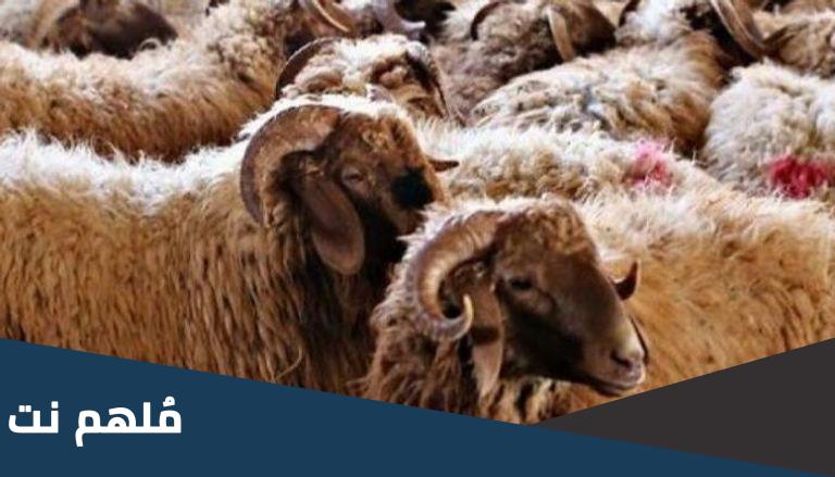 صحة حديث من كان له سعة ولم يضح