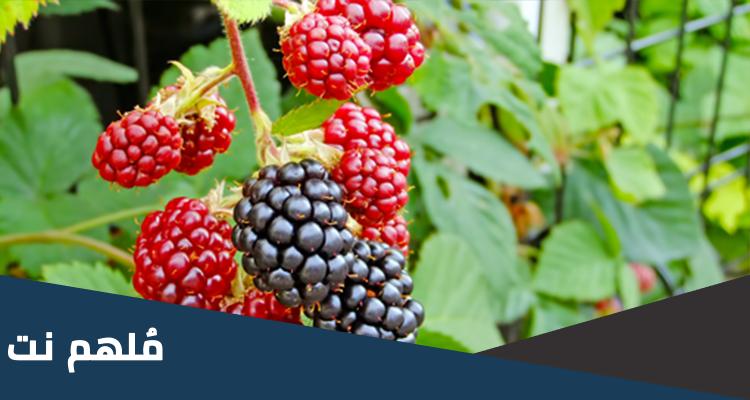 عبارات مثل مساء التوت تحبني ولا اموت