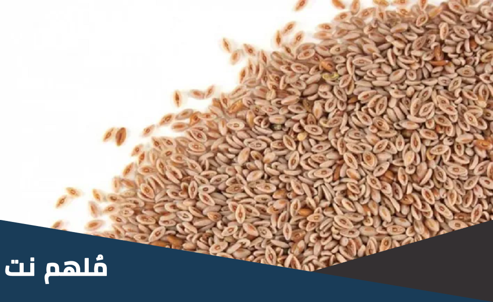 عشبة الاسبغول جابر القحطاني