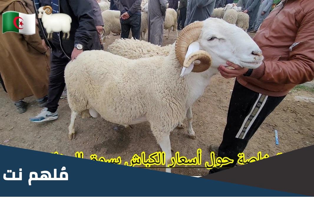 كم تبلغ أسعار الكباش في الجزائر 2023