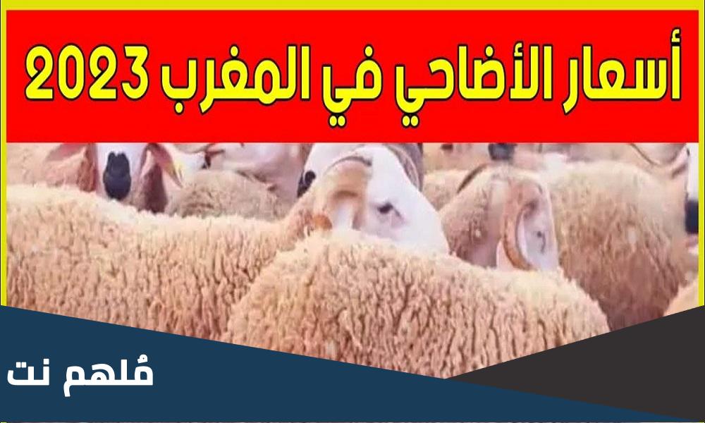 كم ثمن الاضحية في المغرب 2023