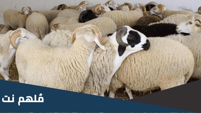 كم سعر الاضحية في الاردن 2023