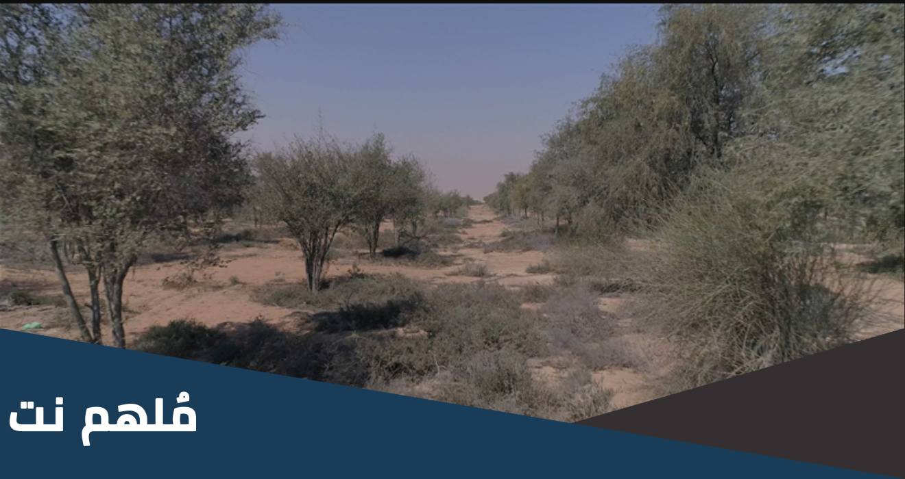 كيف أثرت الظروف المناخية والموقع الجغرافي لدولة الإمارات العربية المتحدة على طبيعتها النباتية؟