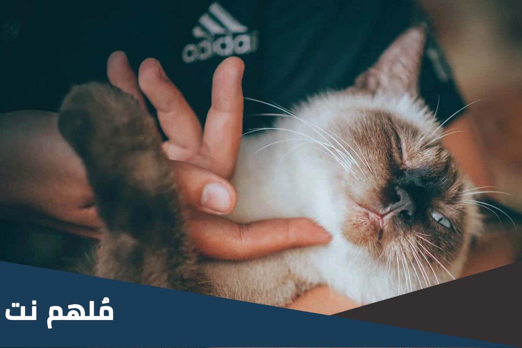 لماذا تخرخر القطط