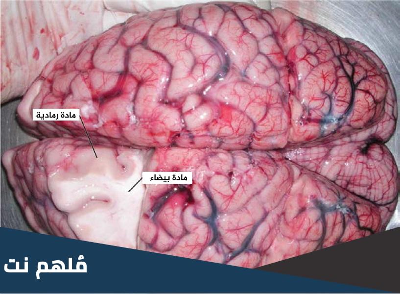 لماذا يكون لون النسيج العصبي في قشرة الدماغ سنجابي