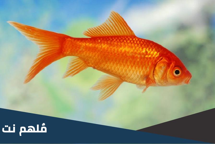 ما فائدة الزعانف للاسماك