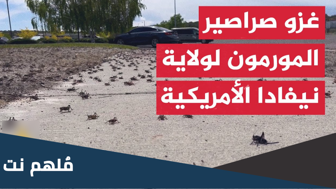 ما هي صراصير المورمون ويكيبيديا